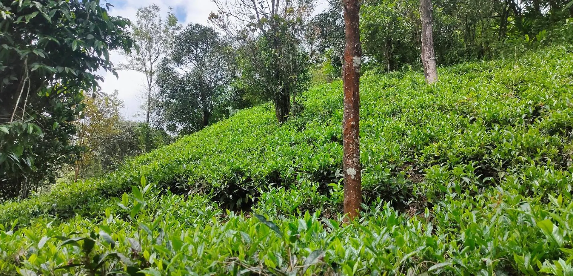 Robin'S Paradise Vagamon 0*,